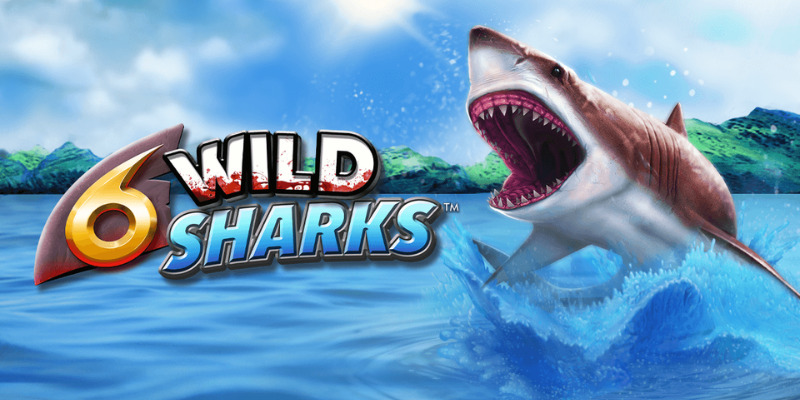 6 Wild Sharks