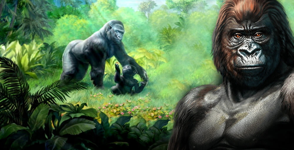 Gorilla