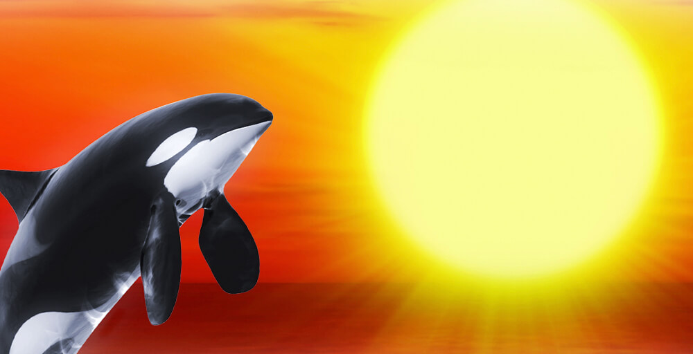 Orca